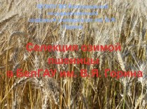 Селекция озимой пшеницы БелГАУ