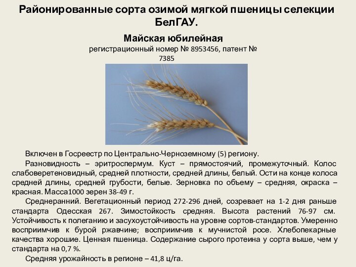 Районированные сорта озимой мягкой пшеницы селекции БелГАУ.Включен в Госреестр по Центрально-Черноземному (5)