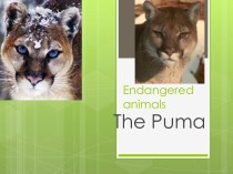 The Puma