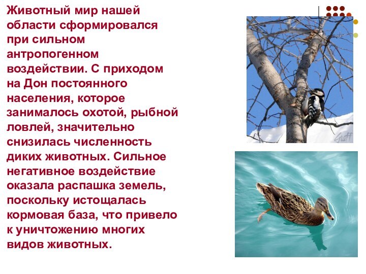 Животный мир нашей области сформировался при сильном антропогенном воздействии. С приходом на