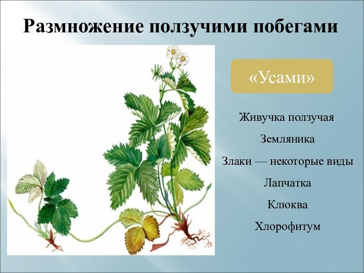 Размножение ползучими побегами«Усами»  Живучка ползучая  Земляника  Злаки — некоторые