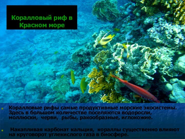 Коралловый риф в Красном мореКоралловые рифы самые продуктивные морские экосистемы. Здесь в