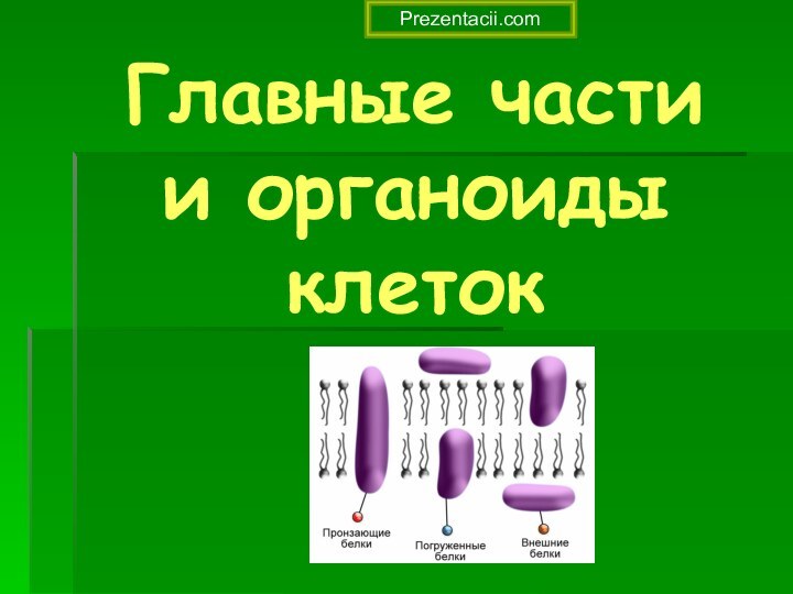 Главные части  и органоиды клеток  Prezentacii.com