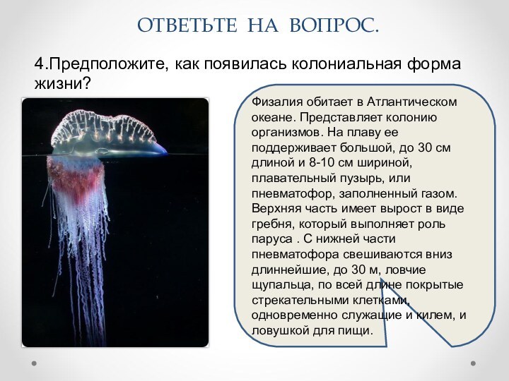 4.Предположите, как появилась колониальная форма жизни? ОТВЕТЬТЕ НА ВОПРОС.Физалия обитает в Атлантическом