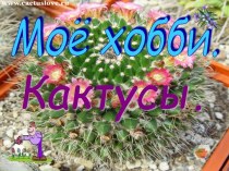 Моё хобби. Кактусы