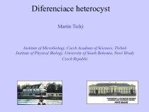 Diferenciace heterocyst