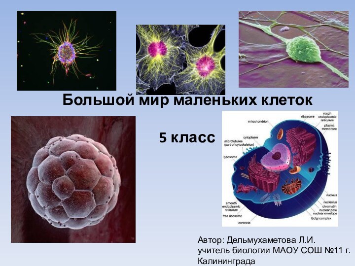 Большой мир маленьких клеток  5 класс  Автор: Дельмухаметова Л.И.учитель биологии