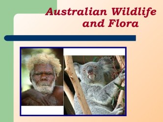 Australian Wildlife and Flora