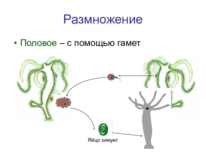 РазмножениеПоловое – с помощью гаметЯйцо зимует