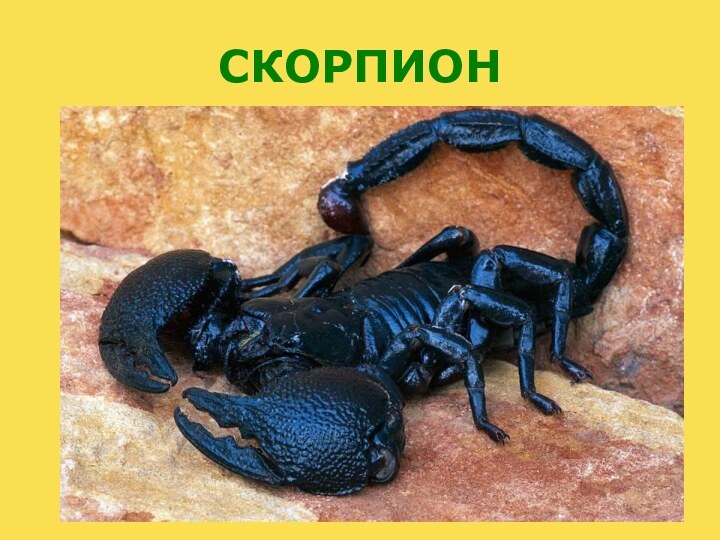 СКОРПИОН