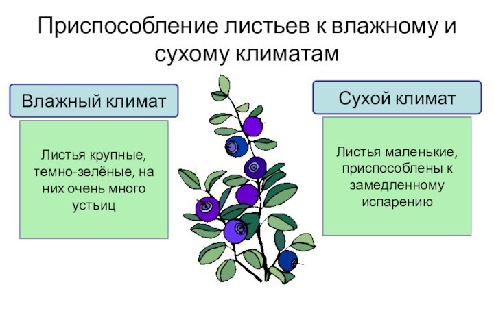 Приспособление листьев к влажному и сухому климатамВлажный климатЛистья крупные, темно-зелёные, на них