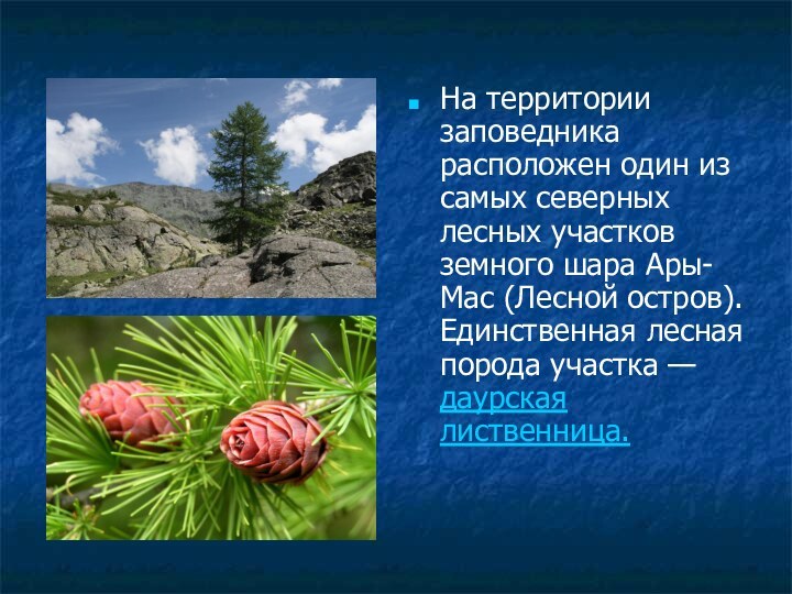 На территории заповедника расположен один из самых северных лесных участков земного шара