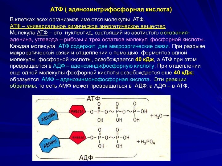 АТФ ( аденозинтрифосфорная кислота)В клетках всех организмов имеются молекулы АТФ.