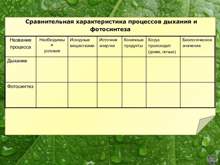 Сравнительная характеристика процессов дыхания и        фотосинтеза