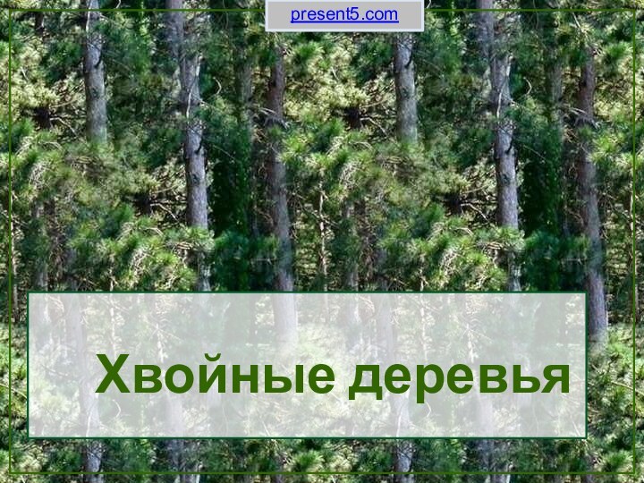 Хвойные деревьяpresent5.com