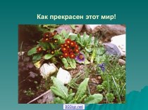 Мир природы