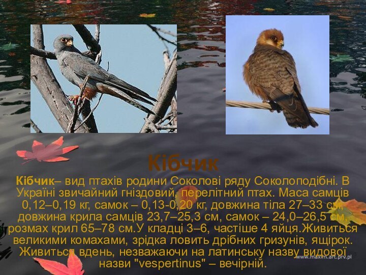 Кібчик Кібчик– вид птахів родини Соколові ряду Соколоподібні. В Україні звичайний гніздовий,