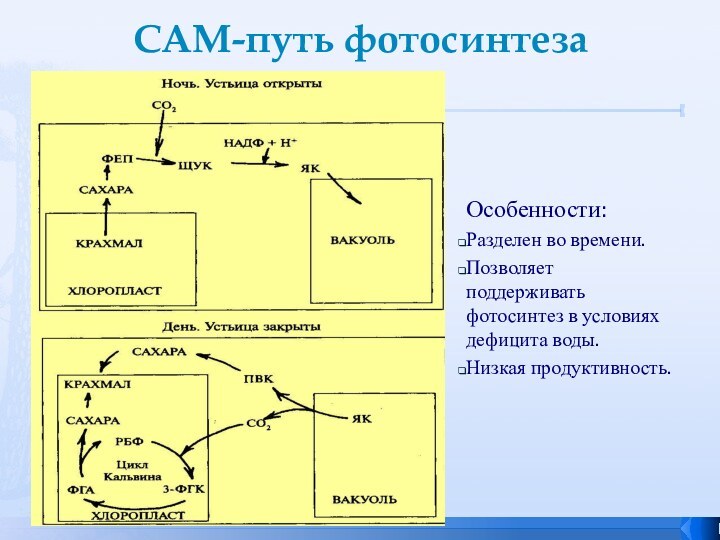 САМ-путь фотосинтезаОсобенности: Разделен во времени. Позволяет поддерживать фотосинтез в условиях дефицита воды. Низкая продуктивность.