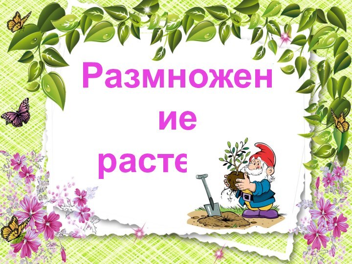 Размножениерастений