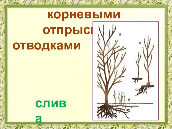 корневыми отпрысками,отводкамислива