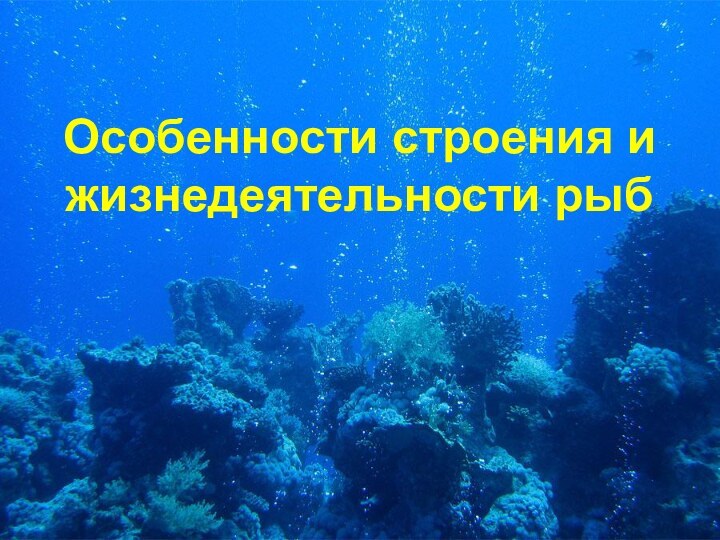 Особенности строения и жизнедеятельности рыб