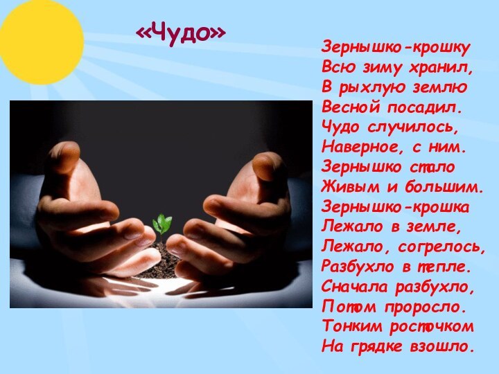 «Чудо»Зернышко-крошку Всю зиму хранил, В рыхлую землю Весной посадил.Чудо случилось, Наверное, с