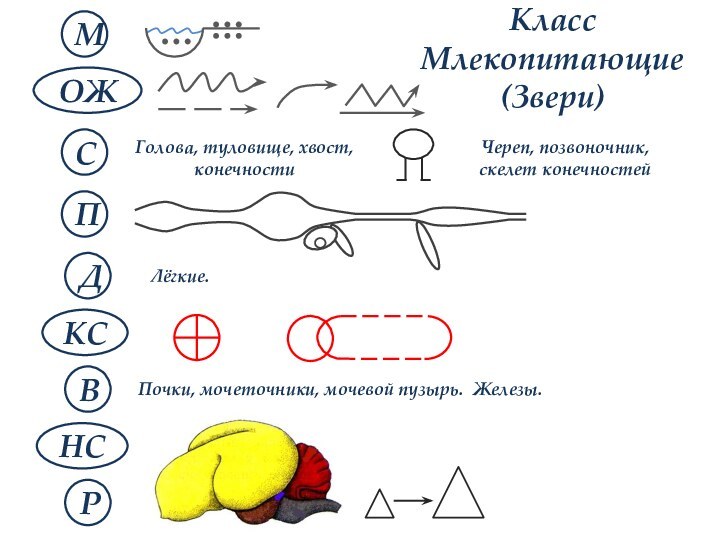 Класс Млекопитающие (Звери)МНСВКСДПСРПочки, мочеточники, мочевой пузырь. Железы.Голова, туловище, хвост, конечностиЧереп, позвоночник, скелет конечностейЛёгкие.ОЖ