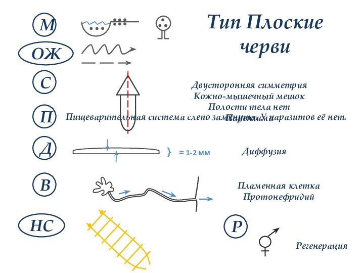 Тип Плоские червиМОЖНСВДПСРДвусторонняя симметрияКожно-мышечный мешокПолости тела нетПаренхимаПламенная клеткаПротонефридийПищеварительная система слепо замкнута. У паразитов её нет.ДиффузияРегенерация