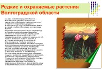 Редкие и охраняемые растения Волгоградской области