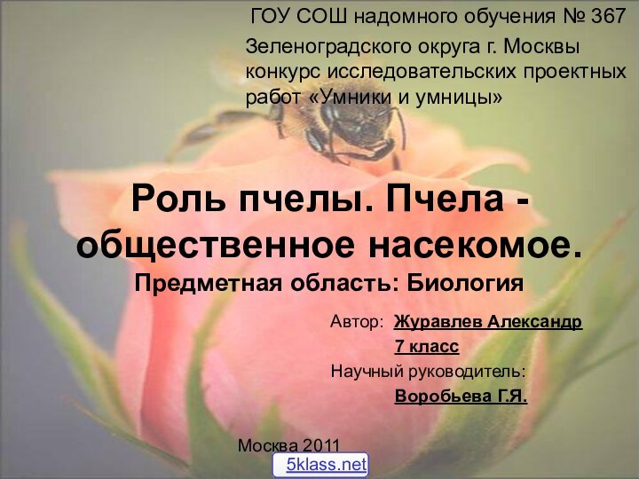 Роль пчелы. Пчела - общественное насекомое.Автор: Журавлев Александр7 класс   школа