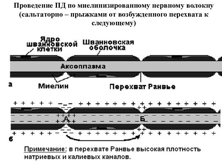 Проведение ПД по миелинизированному нервному волокну (сальтаторно – прыжками от возбужденного перехвата к следующему)