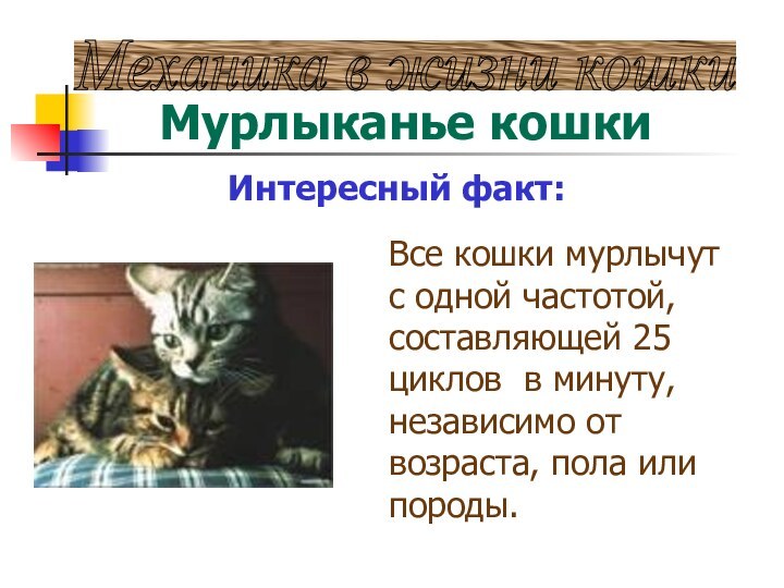 Механика в жизни кошки Мурлыканье кошкиИнтересный факт:Все кошки мурлычут  с одной