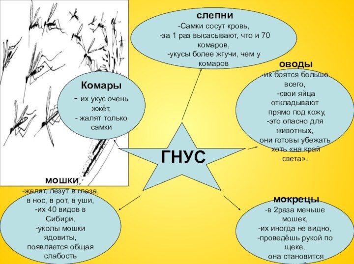 слепни ГНУСКомары - их укус очень жжёт,- жалят только самки слепни -Самки