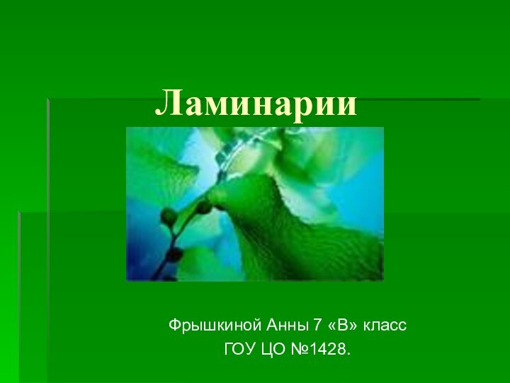 ЛаминарииФрышкиной Анны 7 «В» классГОУ ЦО №1428.