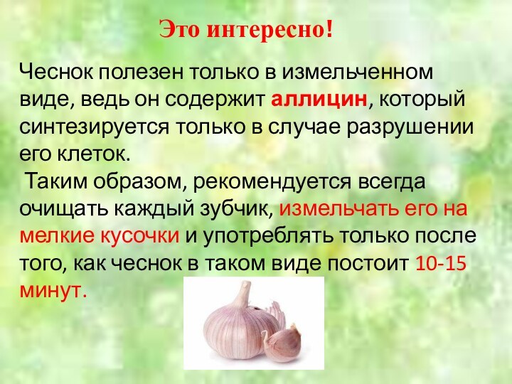 Это интересно!Чеснок полезен только в измельченном виде, ведь он содержит аллицин, который