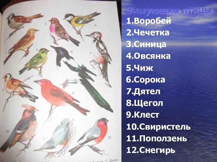 1.Воробей2.Чечетка3.Синица4.Овсянка5.Чиж6.Сорока7.Дятел8.Щегол9.Клест10.Свиристель11.Поползень12.СнегирьЗимующие птицы