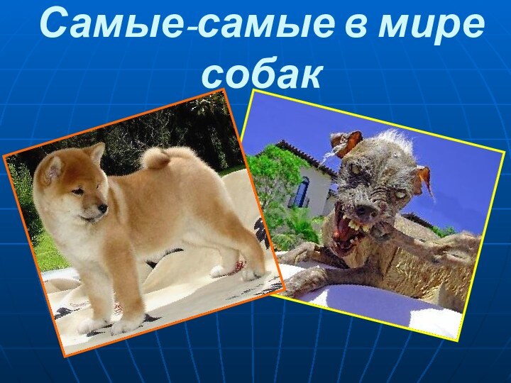 Самые-самые в мире собак