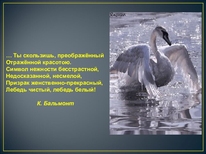 … Ты скользишь, преображённыйОтражённой красотою.Символ нежности бесстрастной,Недосказанной, несмелой, Призрак женственно-прекрасный,Лебедь чистый, лебедь белый!						К. Бальмонт