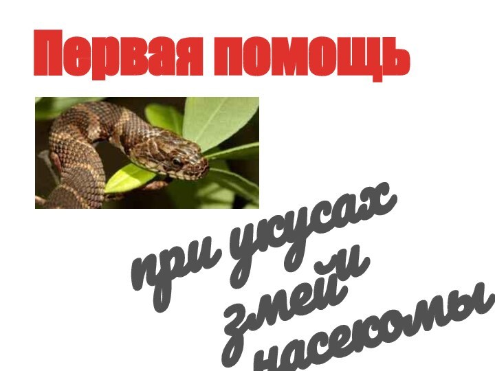 Первая помощьи насекомыхпри укусах змей