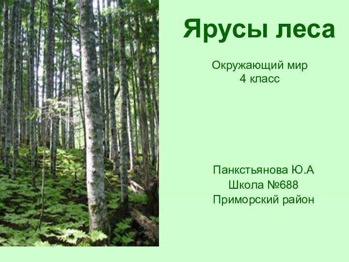 Ярусы леса  Окружающий мир 4 классПанкстьянова Ю.АШкола №688Приморский район