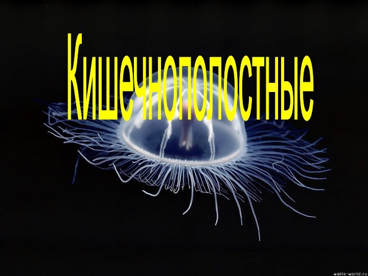 Кишечнополостные