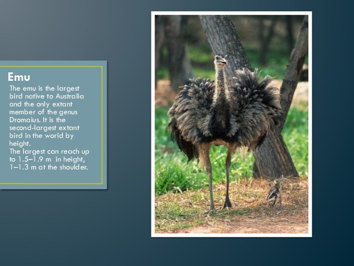 EmuThe emu is the largest bird native to Australia and the