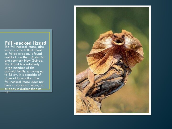 Frill-necked lizardThe frill-necked lizard, also known as the frilled lizard or frilled