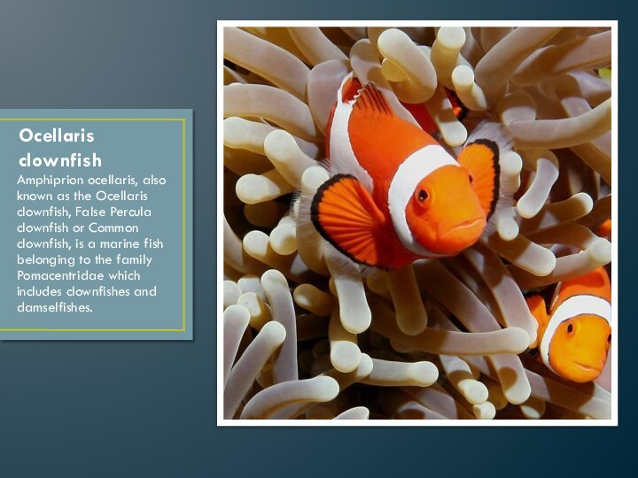 Ocellaris clownfishAmphiprion ocellaris, also known as the Ocellaris clownfish, False Percula clownfish