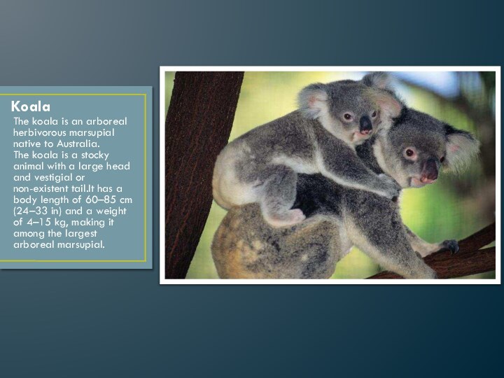 KoalaThe koala is an arboreal herbivorous marsupial native to Australia.  The