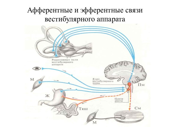 Афферентные и эфферентные связи вестибулярного аппарата