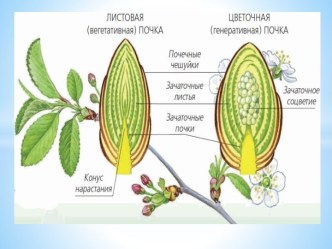 использование мультимедийных презентаций на уроках в начальных классах