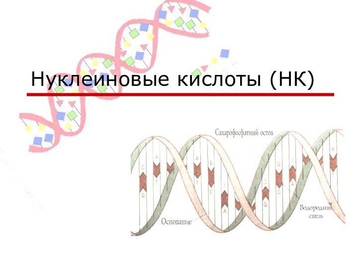 Нуклеиновые кислоты (НК)