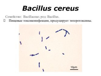 4. 3 Bacillus cereus