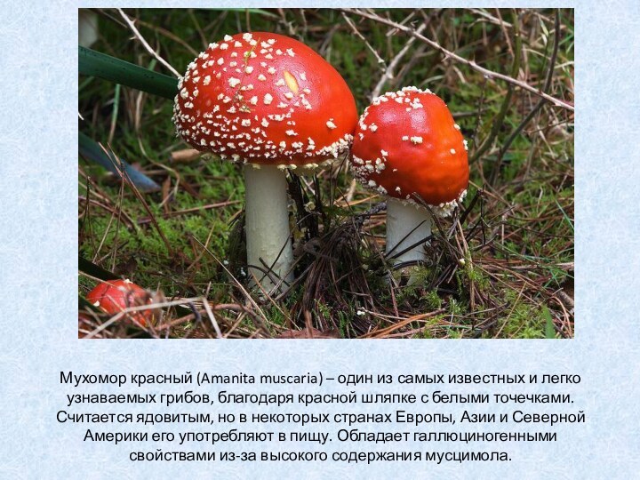 Мухомор красный (Amanita muscaria) – один из самых известных и легко узнаваемых